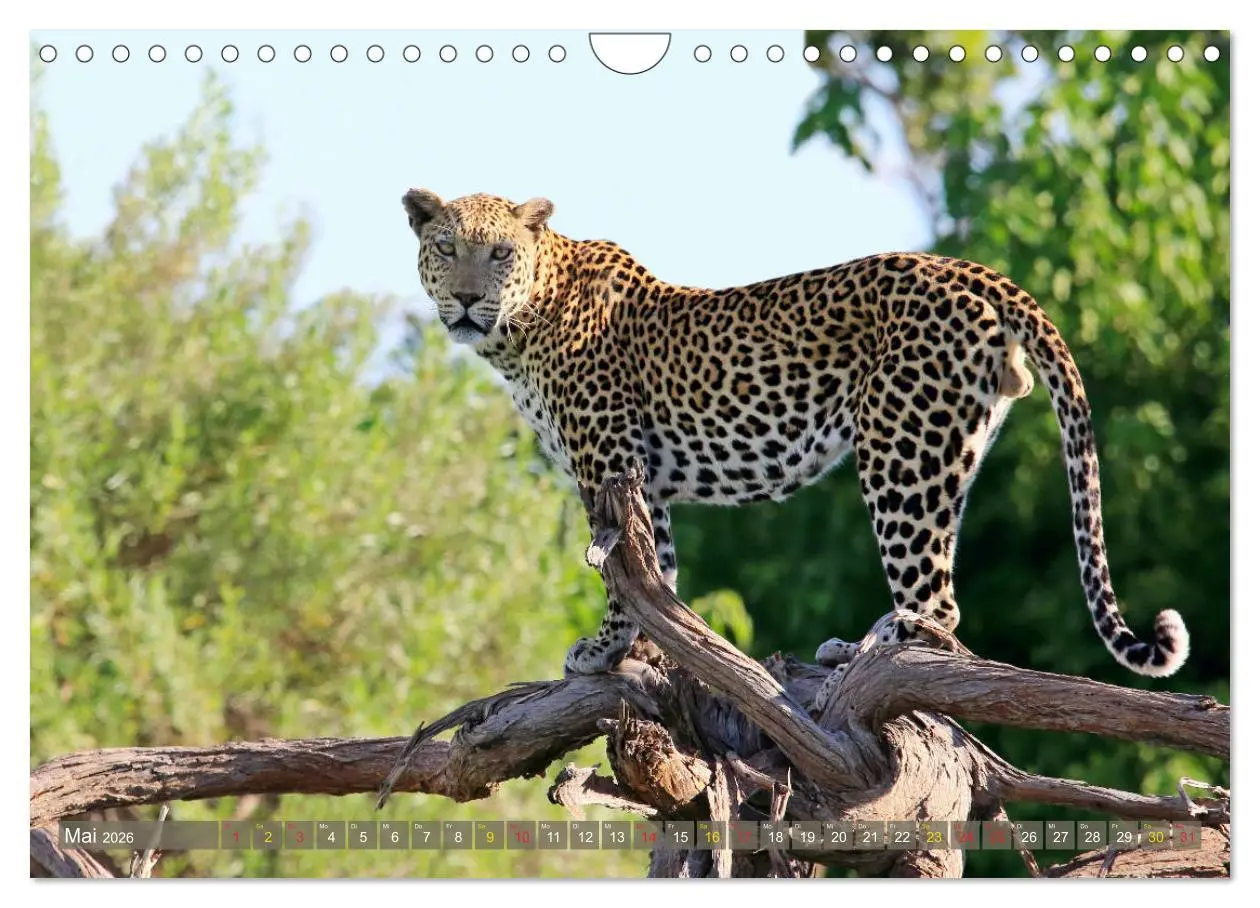 Bild: 9783516050912 | Löwen und Leoparden - Begegnungen in Afrika (Wandkalender 2026 DIN...