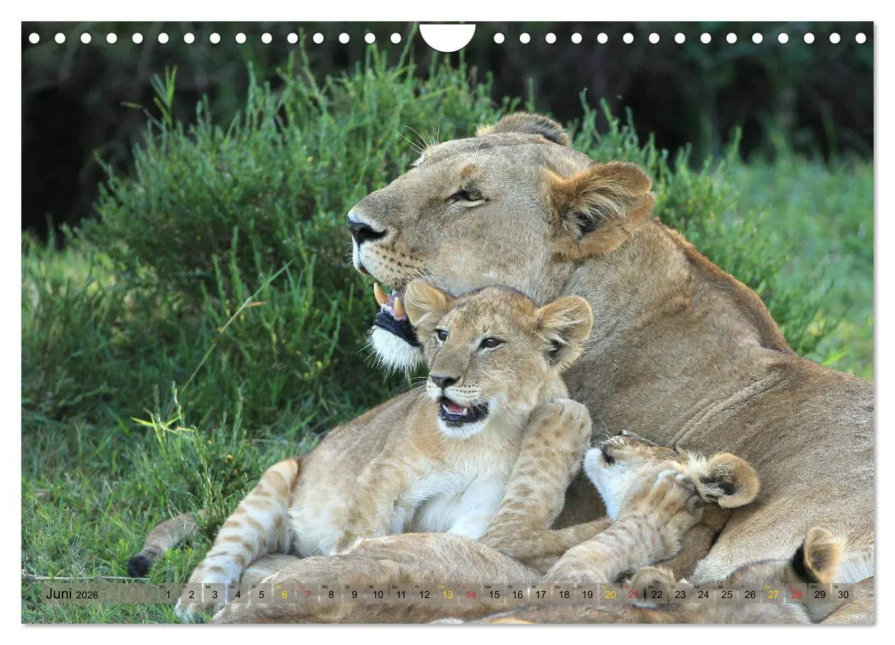 Bild: 9783516050912 | Löwen und Leoparden - Begegnungen in Afrika (Wandkalender 2026 DIN...