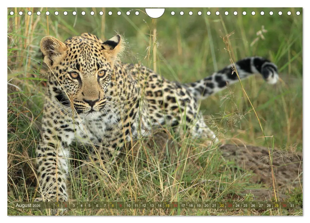 Bild: 9783516050912 | Löwen und Leoparden - Begegnungen in Afrika (Wandkalender 2026 DIN...