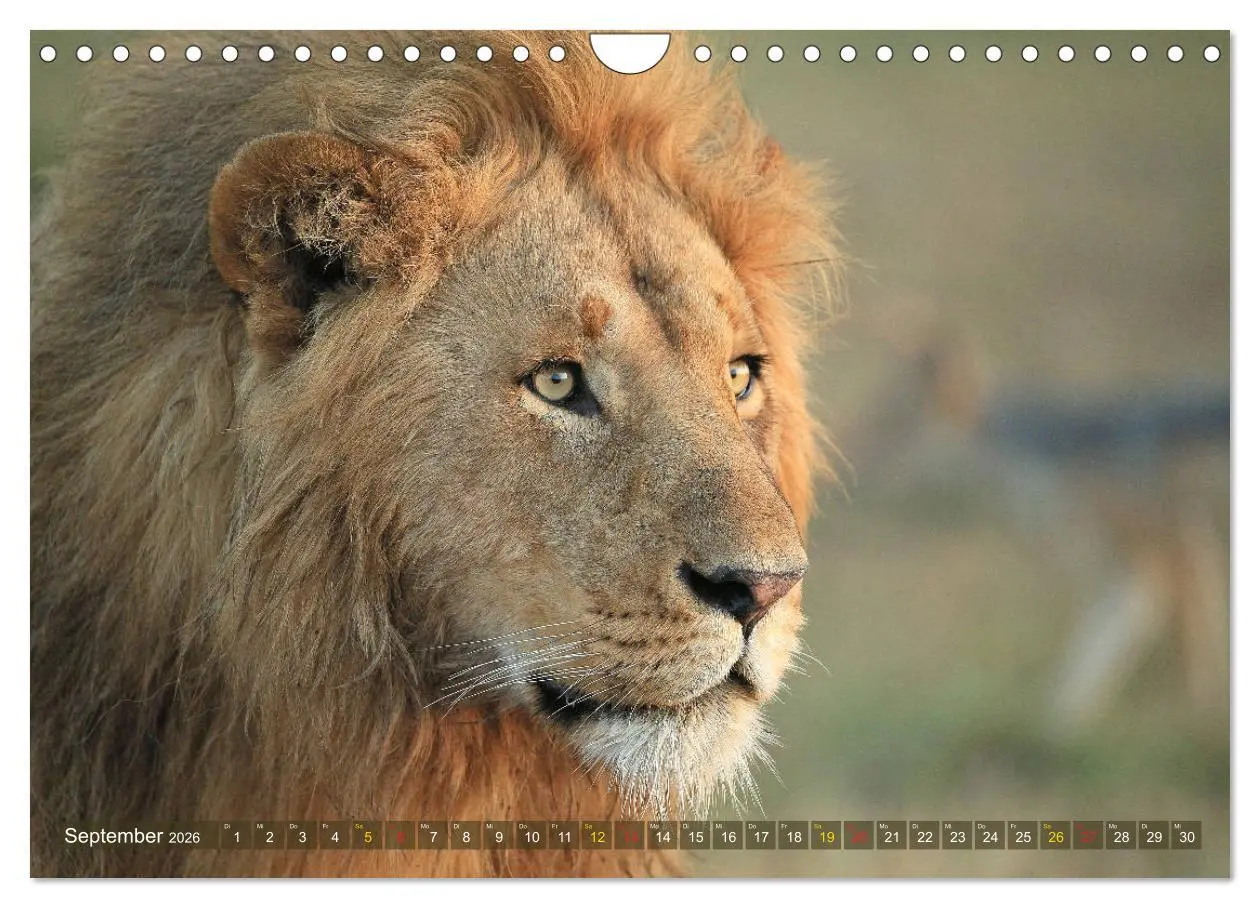 Bild: 9783516050912 | Löwen und Leoparden - Begegnungen in Afrika (Wandkalender 2026 DIN...