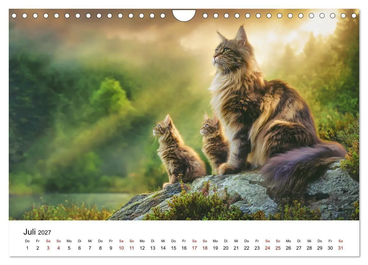 Bild: 9783516810912 | Eleganz in Pelz - ein Maine Coon - Kalender (Wandkalender 2027 DIN...