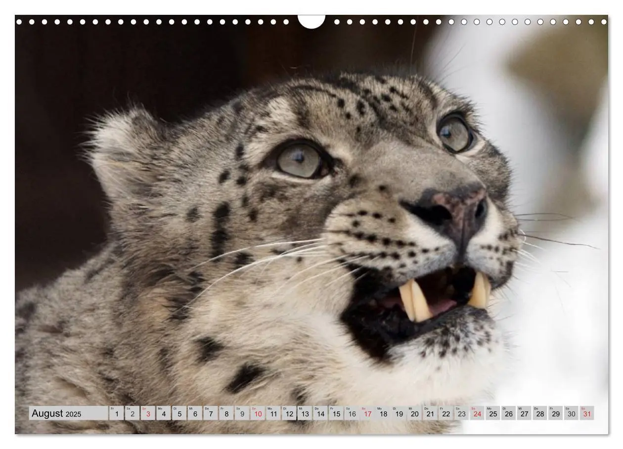 Bild: 9783435521012 | Schneeleoparden. Perfekte Raubkatzen-Schönheiten (Wandkalender 2025...