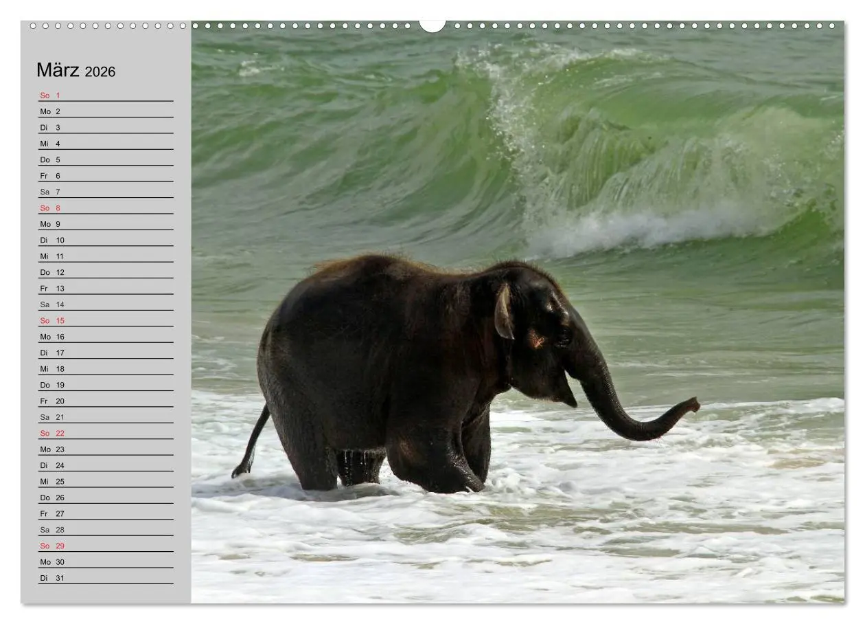 Bild: 9783516011012 | Elefanten. Spaß am Wasser (Wandkalender 2026 DIN A2 quer), CALVENDO...