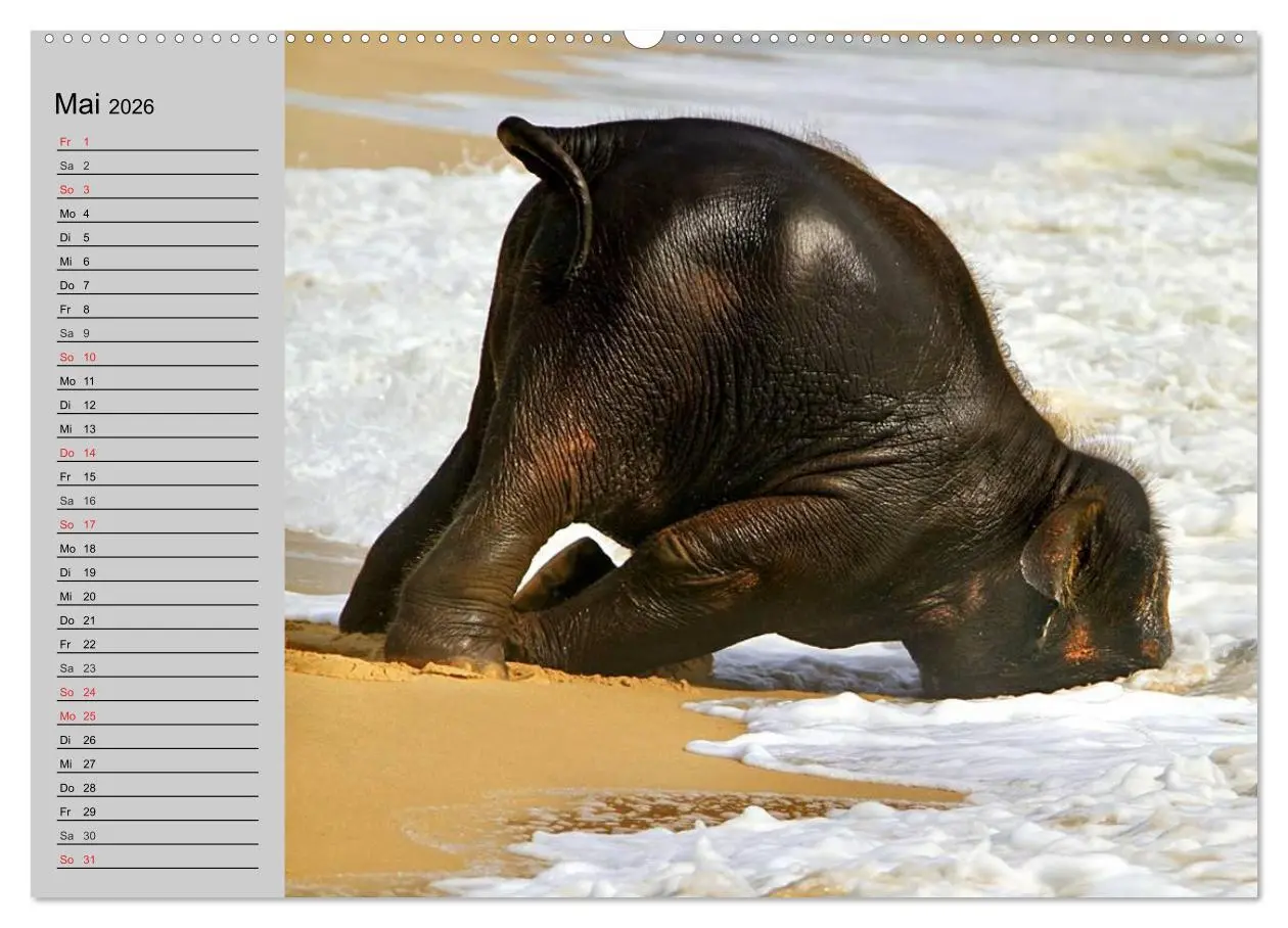 Bild: 9783516011012 | Elefanten. Spaß am Wasser (Wandkalender 2026 DIN A2 quer), CALVENDO...