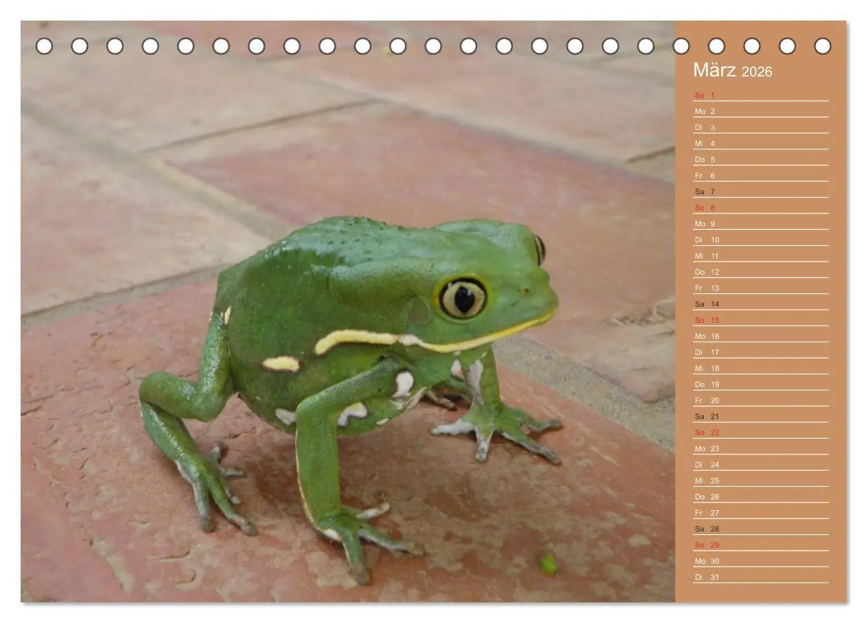 Bild: 9783516171112 | Bilder aus dem Chaco in Paraguay (Tischkalender 2026 DIN A5 quer),...