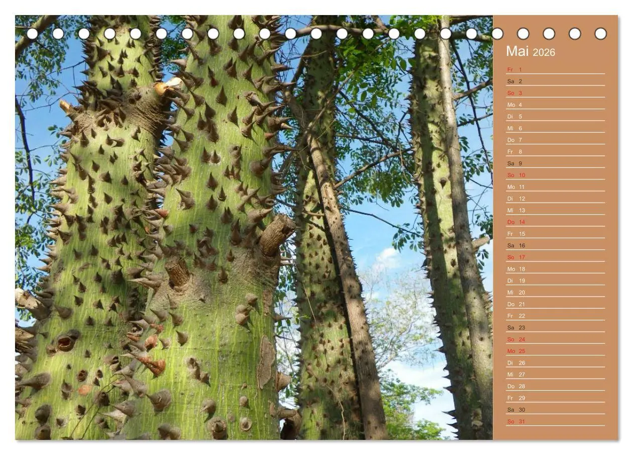 Bild: 9783516171112 | Bilder aus dem Chaco in Paraguay (Tischkalender 2026 DIN A5 quer),...