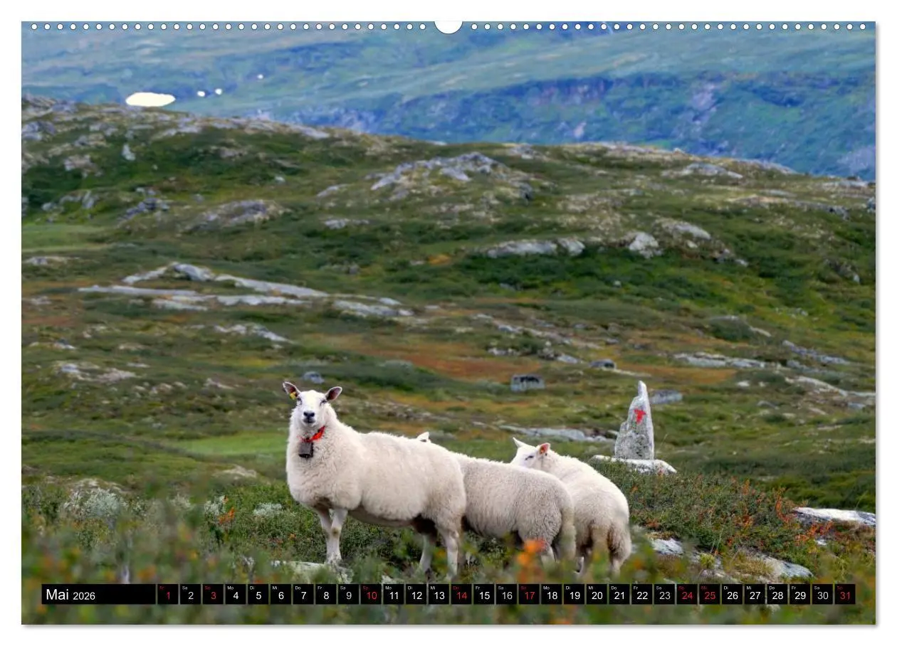 Bild: 9783516221312 | Streifzug durch Norwegens Hardangervidda (Wandkalender 2026 DIN A2...