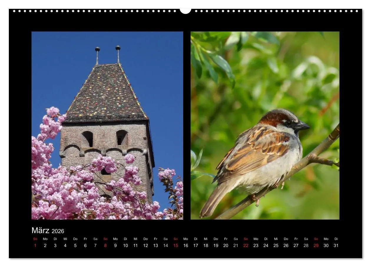 Bild: 9783457981412 | Ulmer Spatzen (hochwertiger Premium Wandkalender 2026 DIN A2 quer),...