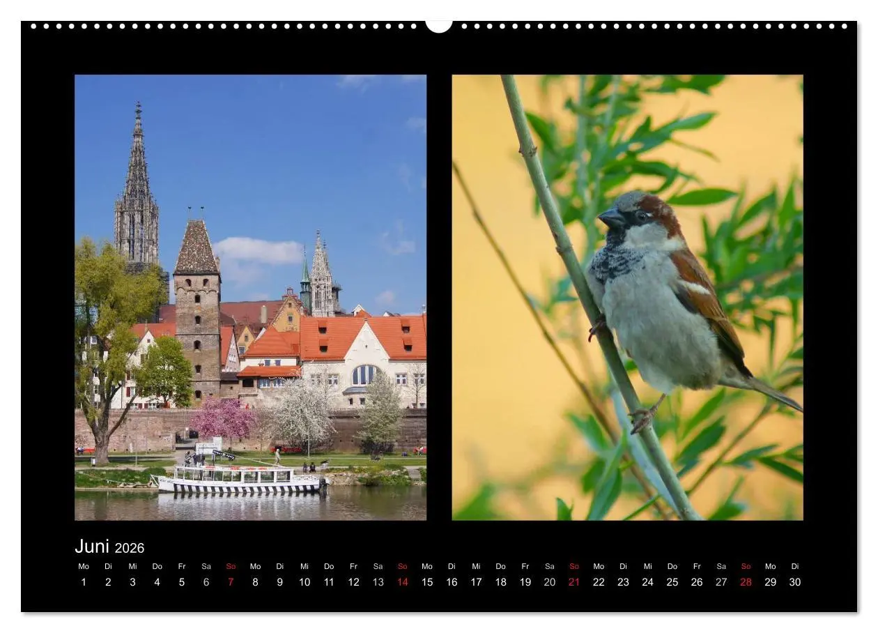 Bild: 9783457981412 | Ulmer Spatzen (hochwertiger Premium Wandkalender 2026 DIN A2 quer),...