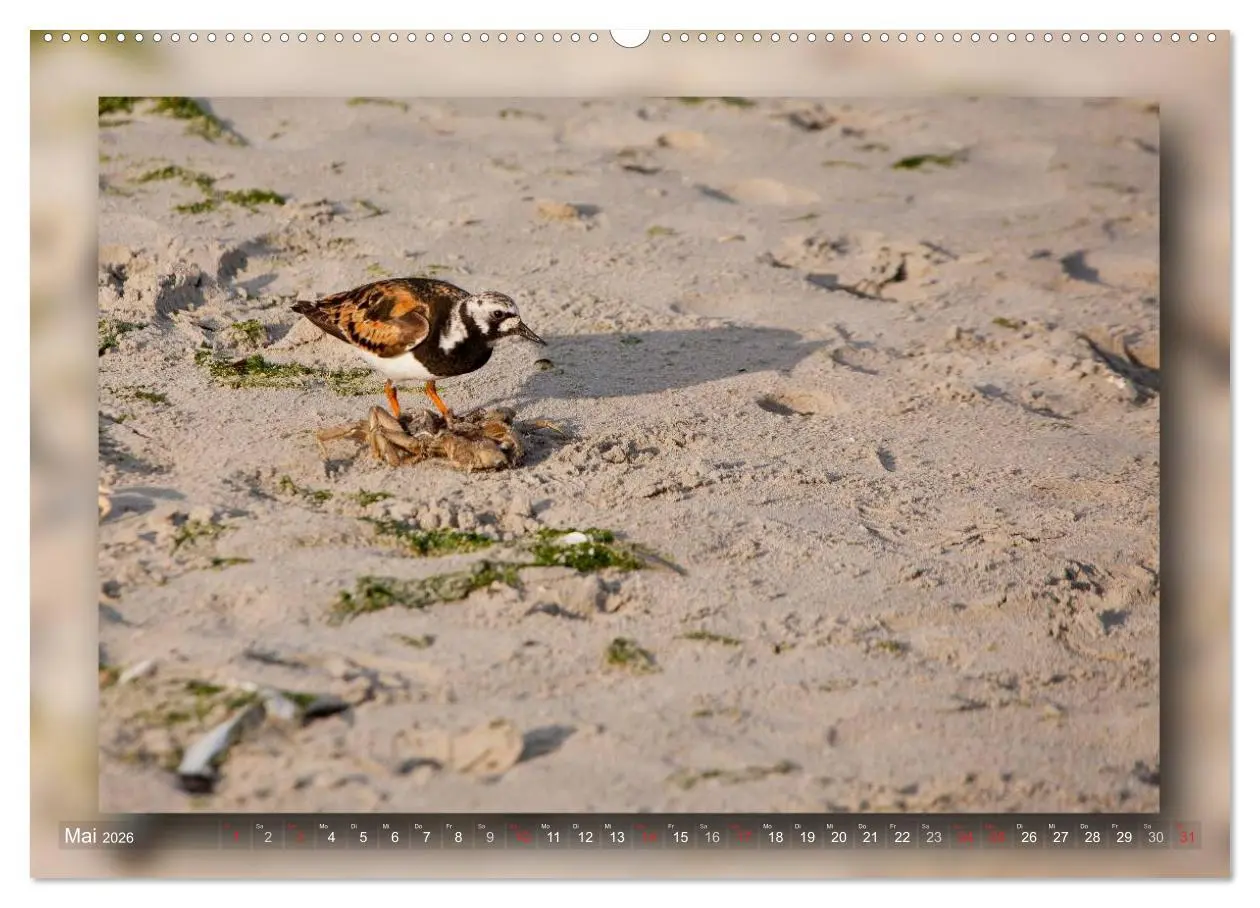 Bild: 9783516211412 | Baltrum - Ein Tag am Strand (Wandkalender 2026 DIN A2 quer),...