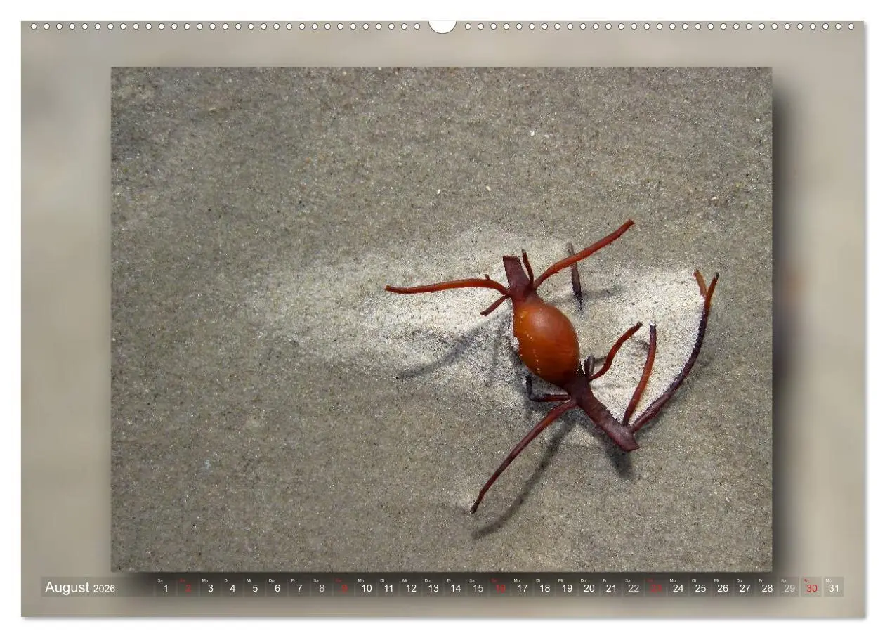 Bild: 9783516211412 | Baltrum - Ein Tag am Strand (Wandkalender 2026 DIN A2 quer),...