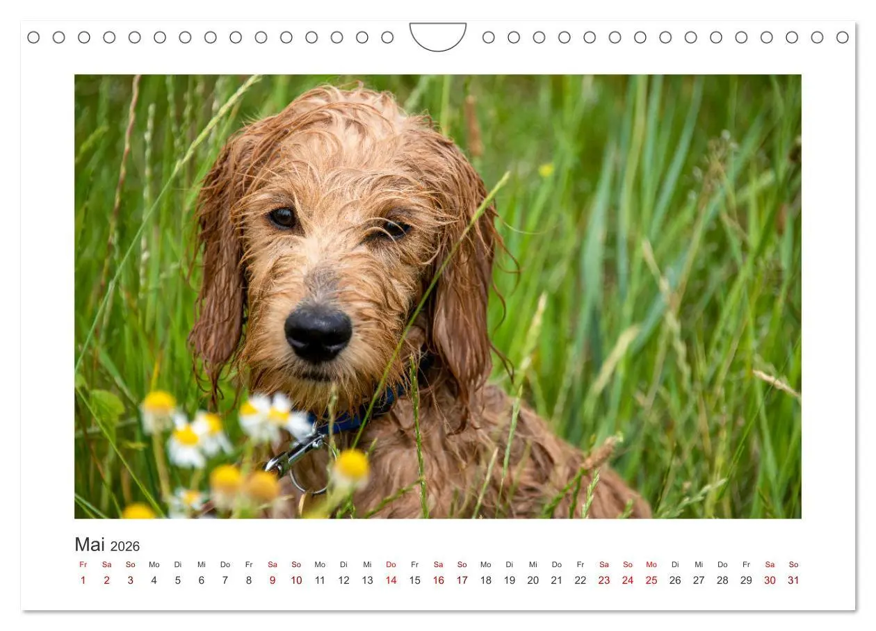 Bild: 9783457801512 | Mini Goldendoodle - Glück ist ein Hund (Wandkalender 2026 DIN A4...