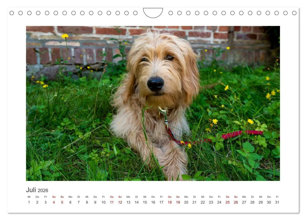 Bild: 9783457801512 | Mini Goldendoodle - Glück ist ein Hund (Wandkalender 2026 DIN A4...