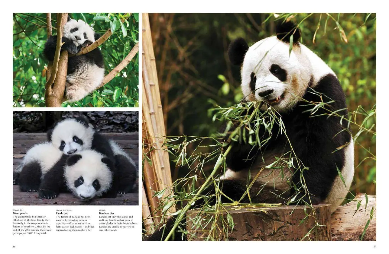 Bild: 9781838861612 | Endangered Animals | Tom Jackson | Buch | Gebunden | Englisch | 2022