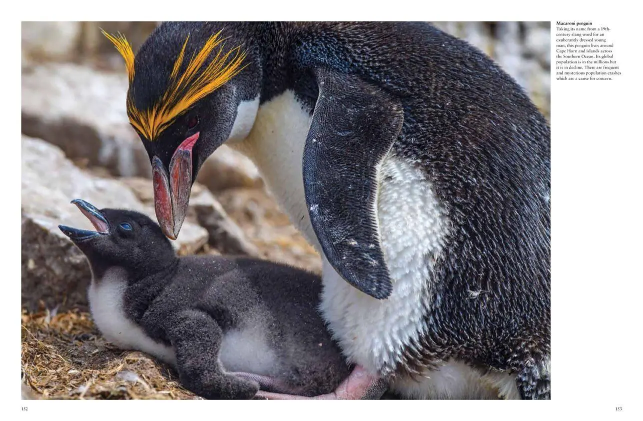 Bild: 9781838861612 | Endangered Animals | Tom Jackson | Buch | Gebunden | Englisch | 2022
