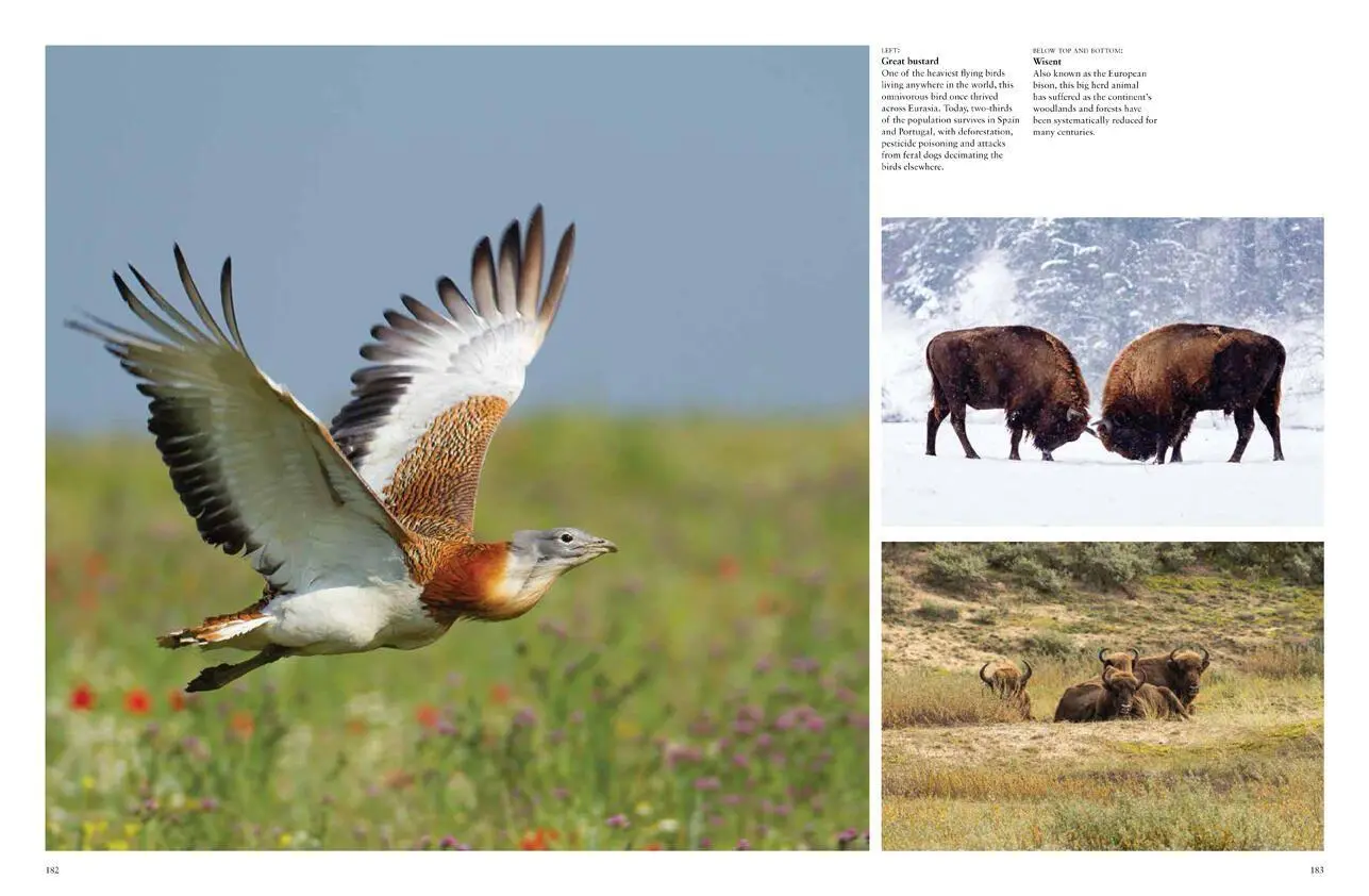 Bild: 9781838861612 | Endangered Animals | Tom Jackson | Buch | Gebunden | Englisch | 2022