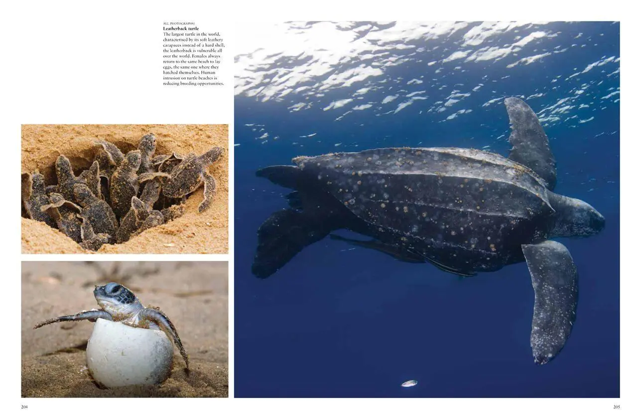 Bild: 9781838861612 | Endangered Animals | Tom Jackson | Buch | Gebunden | Englisch | 2022