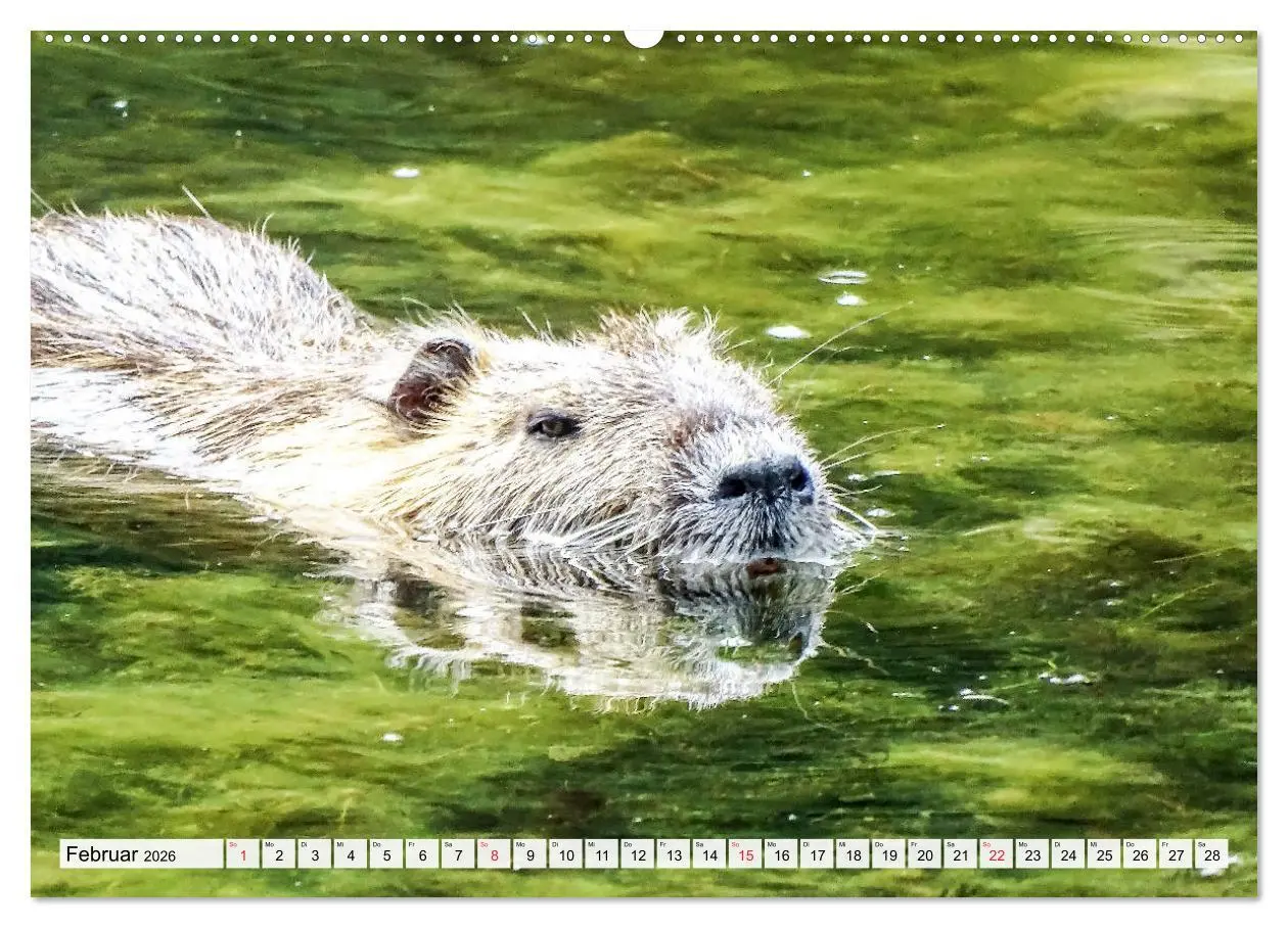 Bild: 9783457721612 | NUTRIA mit Nachwuchs (hochwertiger Premium Wandkalender 2026 DIN A2...