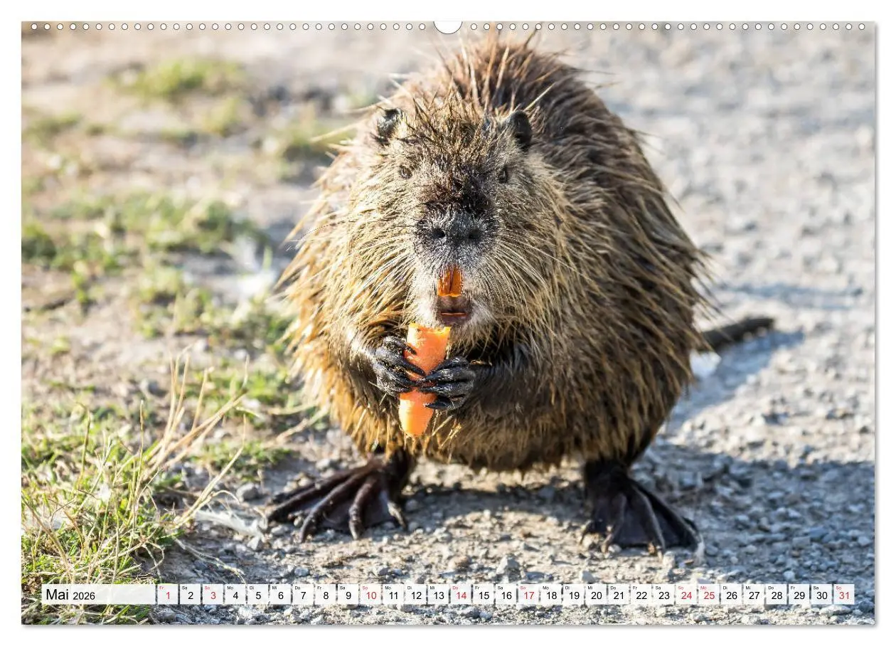 Bild: 9783457721612 | NUTRIA mit Nachwuchs (hochwertiger Premium Wandkalender 2026 DIN A2...