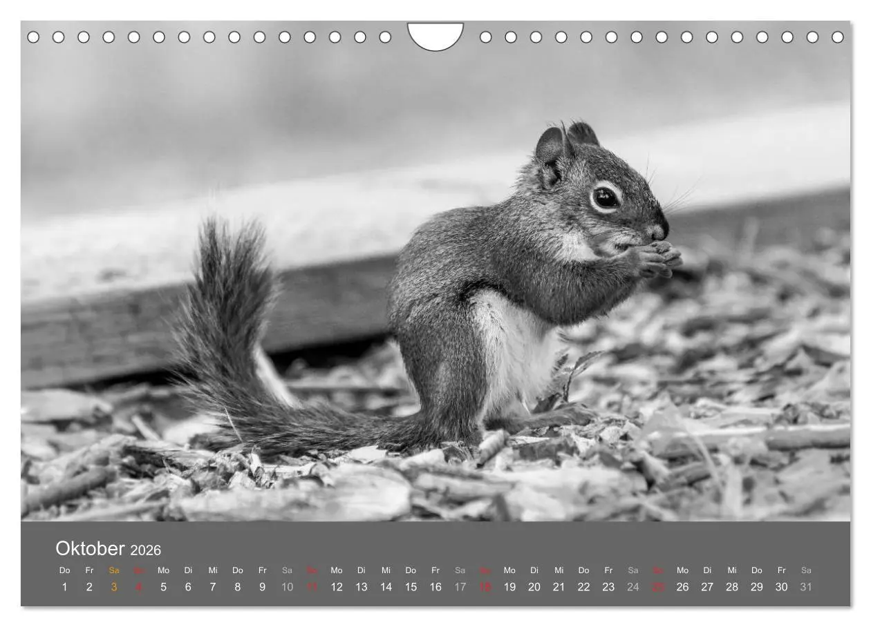 Bild: 9783457951712 | Tierische Augenblicke in Schwarz-Weiß (Wandkalender 2026 DIN A4...