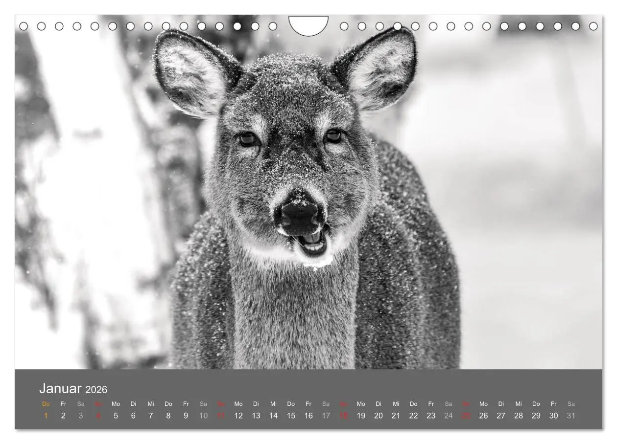 Bild: 9783457951712 | Tierische Augenblicke in Schwarz-Weiß (Wandkalender 2026 DIN A4...