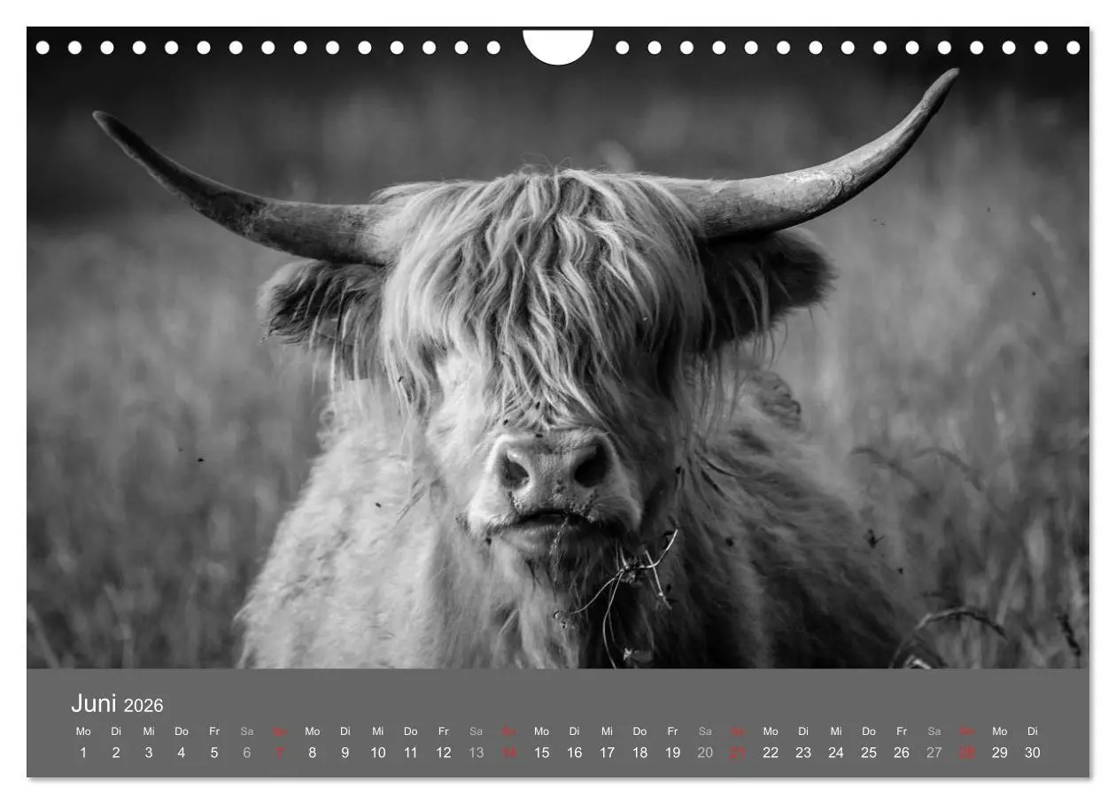 Bild: 9783457951712 | Tierische Augenblicke in Schwarz-Weiß (Wandkalender 2026 DIN A4...