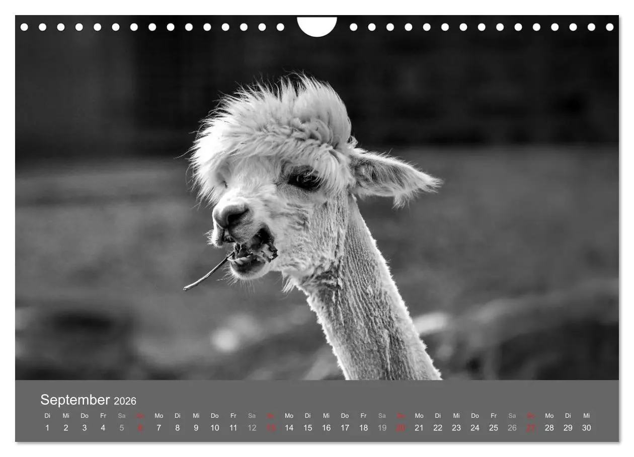 Bild: 9783457951712 | Tierische Augenblicke in Schwarz-Weiß (Wandkalender 2026 DIN A4...
