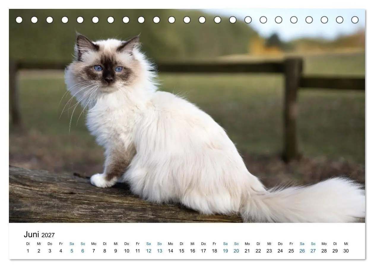 Bild: 9783569121812 | Heilige Birma Katzen - flauschig, anhänglich und wunderschön...