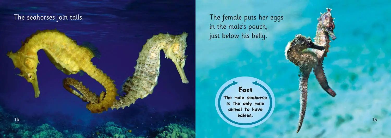Bild: 9780007461912 | Seahorses | Band 05/Green | Mara Bergman | Taschenbuch | Englisch