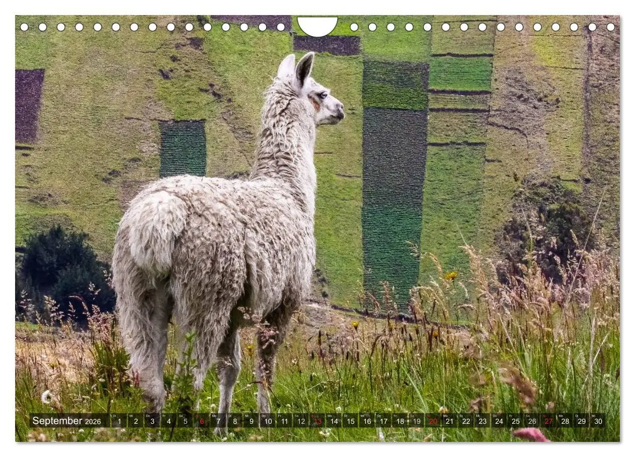 Bild: 9783516082012 | Ecuador 2026 Zwischen Hochland und Küste (Wandkalender 2026 DIN A4...