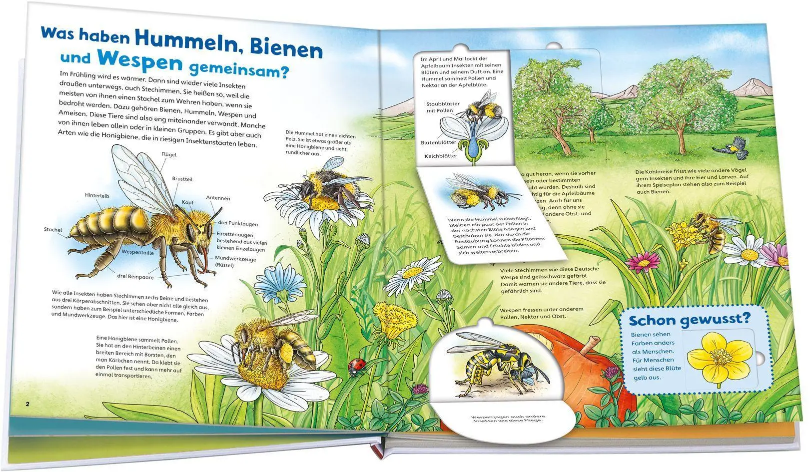 Bild: 9783788622312 | WAS IST WAS Junior Band 34 Bienen, Wespen, Hummeln | Rusche-Göllnitz