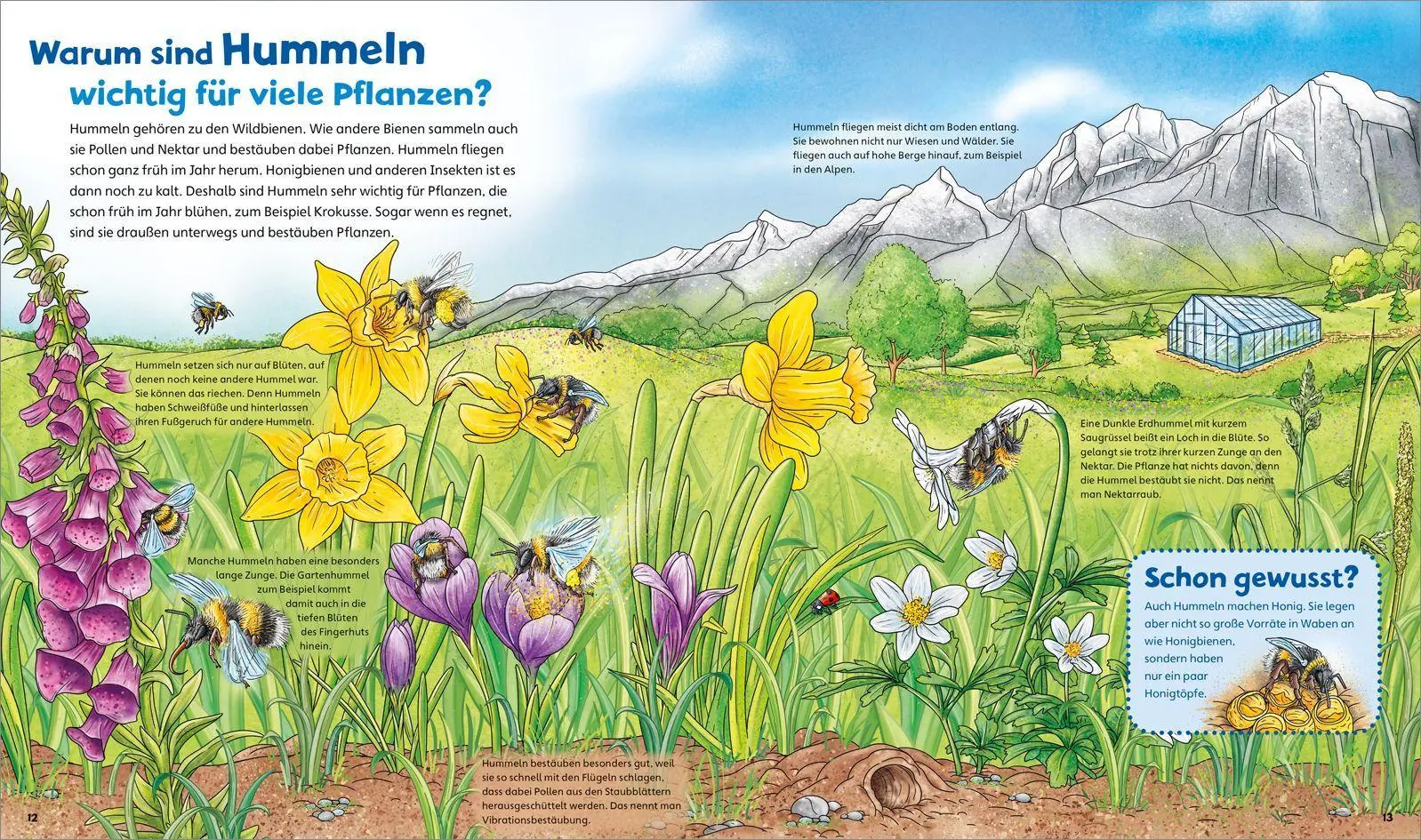 Bild: 9783788622312 | WAS IST WAS Junior Band 34 Bienen, Wespen, Hummeln | Rusche-Göllnitz