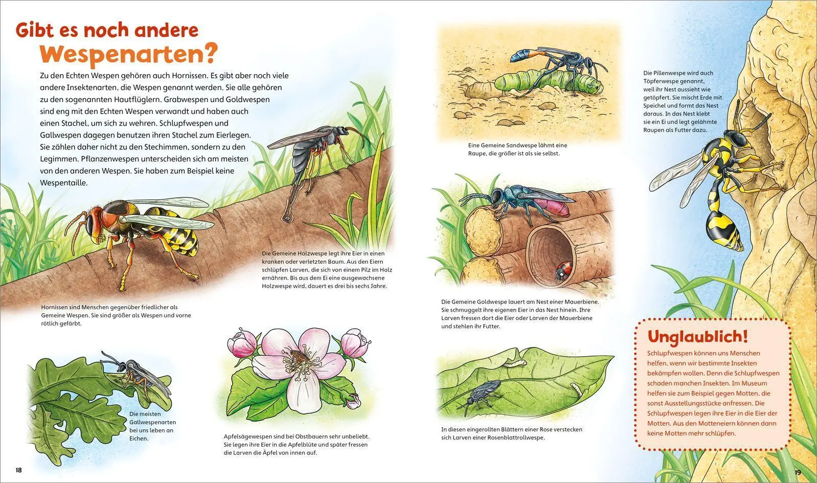 Bild: 9783788622312 | WAS IST WAS Junior Band 34 Bienen, Wespen, Hummeln | Rusche-Göllnitz