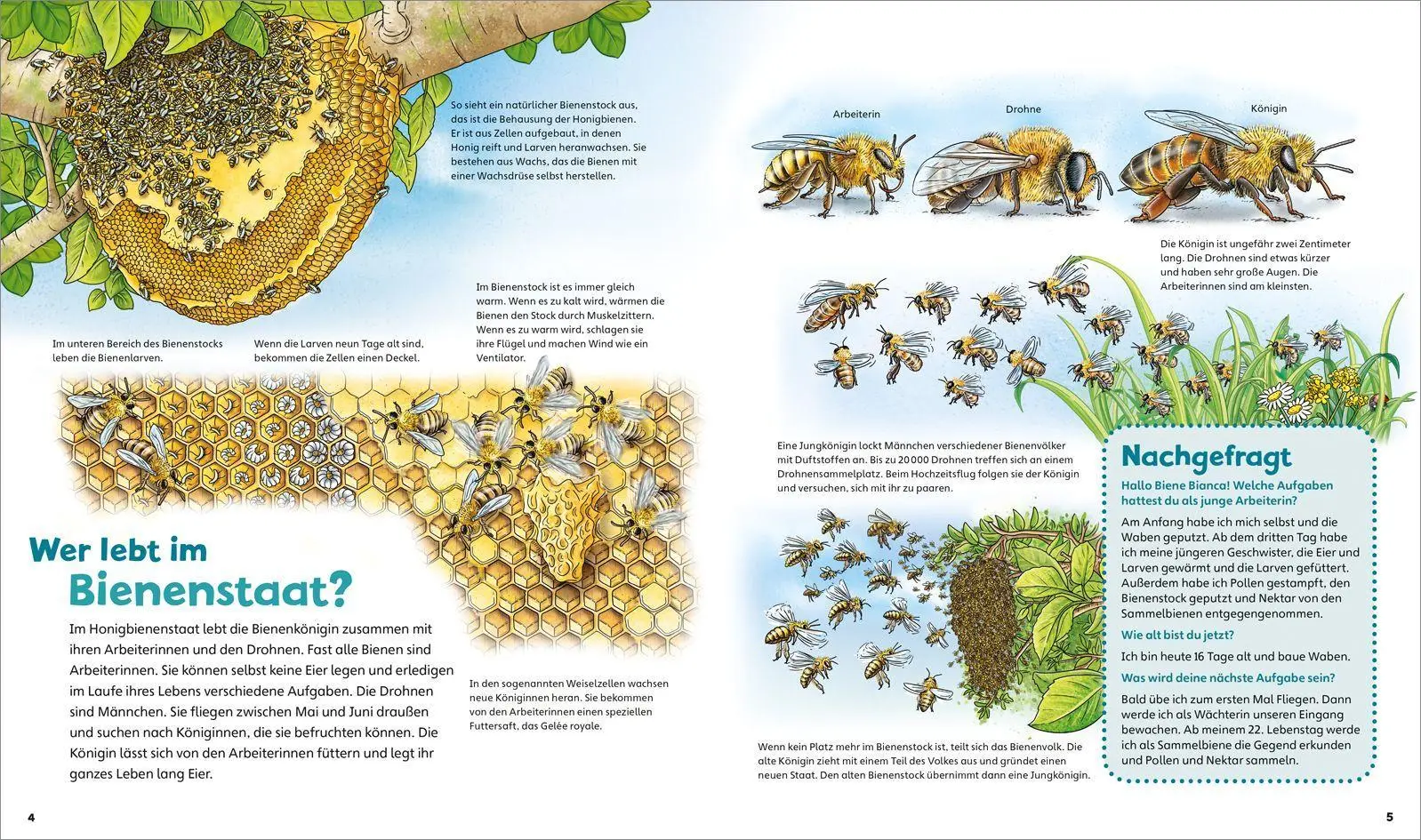 Bild: 9783788622312 | WAS IST WAS Junior Band 34 Bienen, Wespen, Hummeln | Rusche-Göllnitz