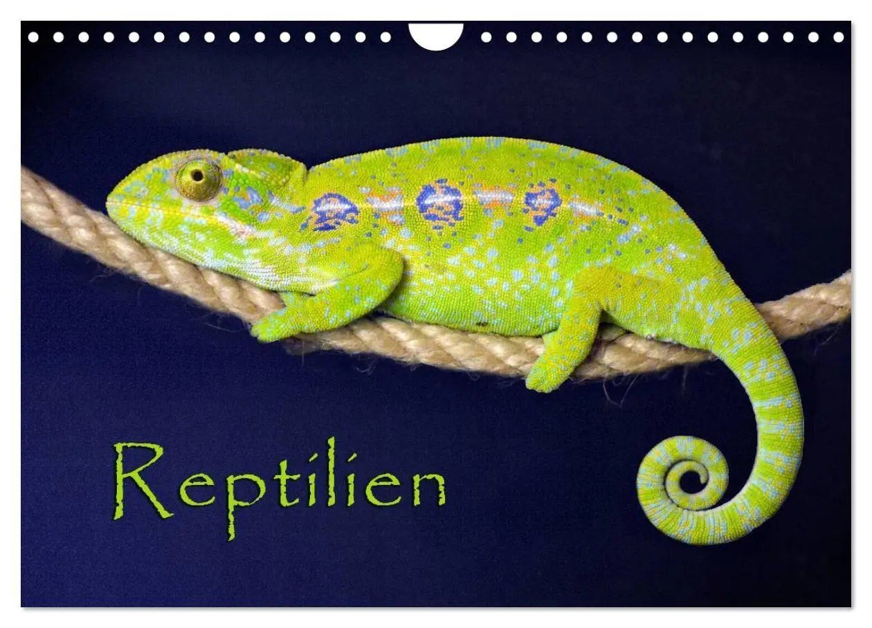 Cover: 9783516112412 | Reptilien (Wandkalender 2026 DIN A4 quer), CALVENDO Monatskalender