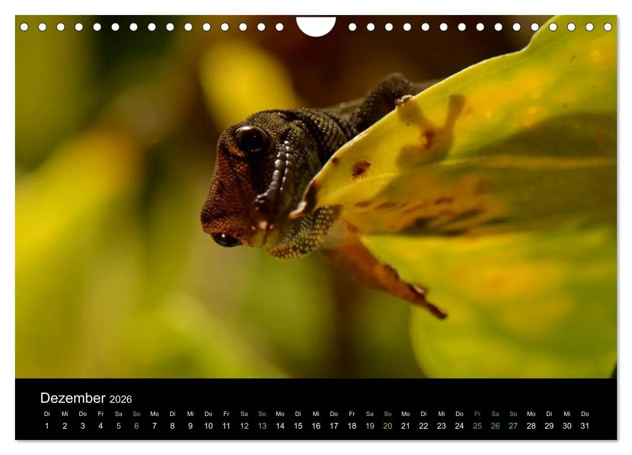 Bild: 9783516112412 | Reptilien (Wandkalender 2026 DIN A4 quer), CALVENDO Monatskalender