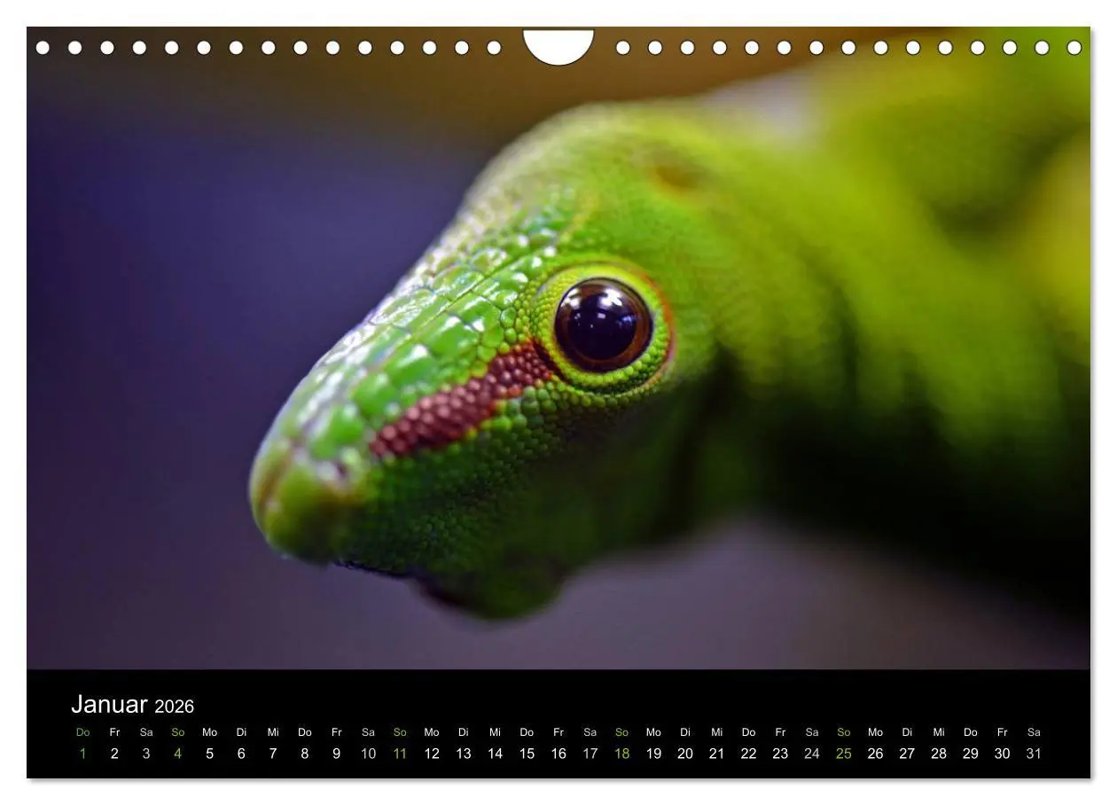 Bild: 9783516112412 | Reptilien (Wandkalender 2026 DIN A4 quer), CALVENDO Monatskalender