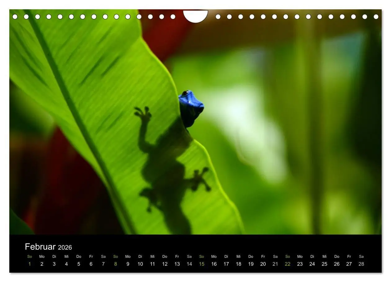 Bild: 9783516112412 | Reptilien (Wandkalender 2026 DIN A4 quer), CALVENDO Monatskalender