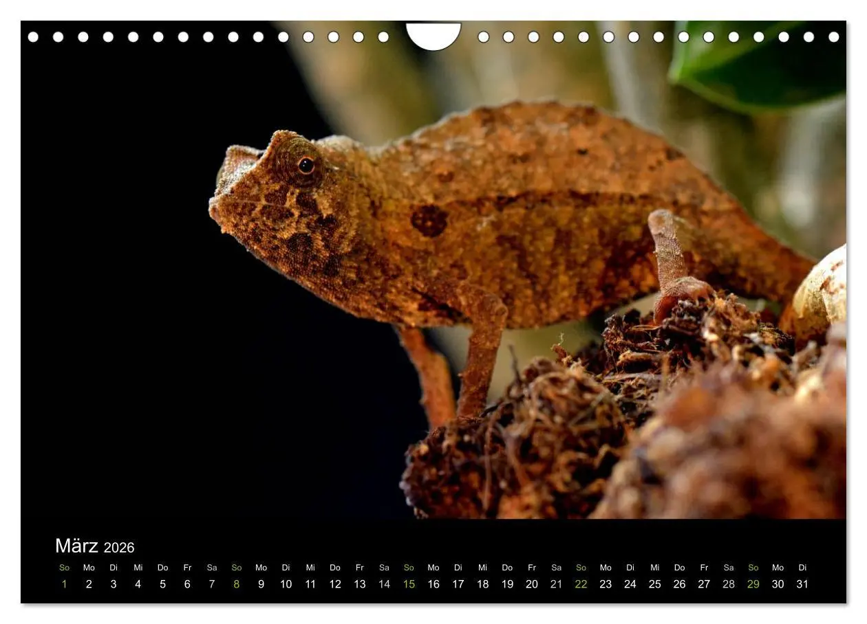 Bild: 9783516112412 | Reptilien (Wandkalender 2026 DIN A4 quer), CALVENDO Monatskalender