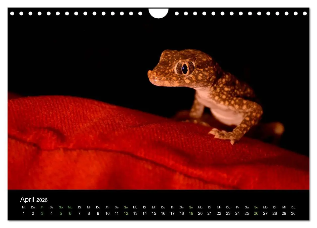 Bild: 9783516112412 | Reptilien (Wandkalender 2026 DIN A4 quer), CALVENDO Monatskalender