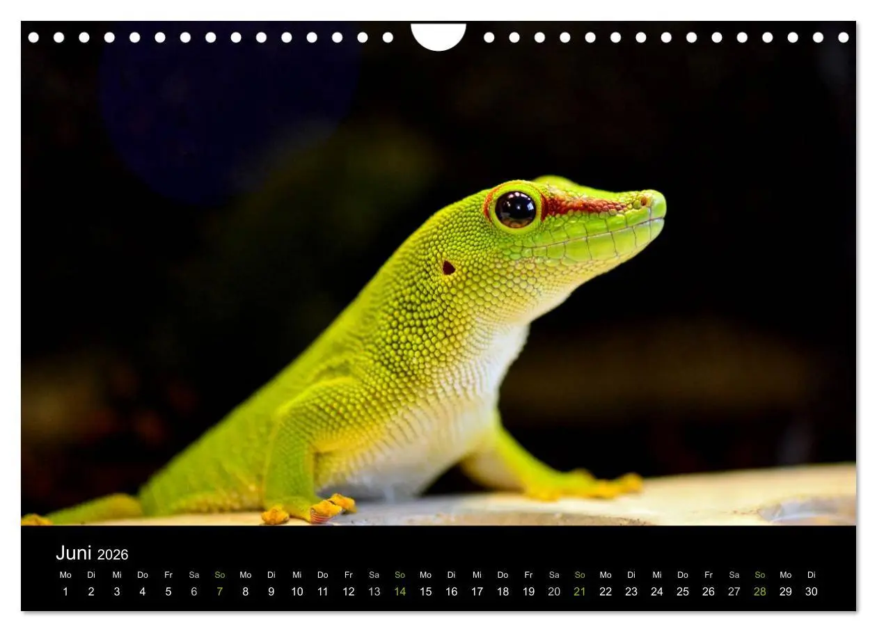 Bild: 9783516112412 | Reptilien (Wandkalender 2026 DIN A4 quer), CALVENDO Monatskalender