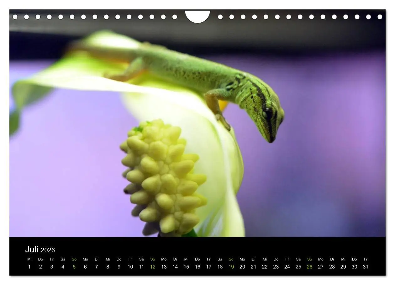 Bild: 9783516112412 | Reptilien (Wandkalender 2026 DIN A4 quer), CALVENDO Monatskalender