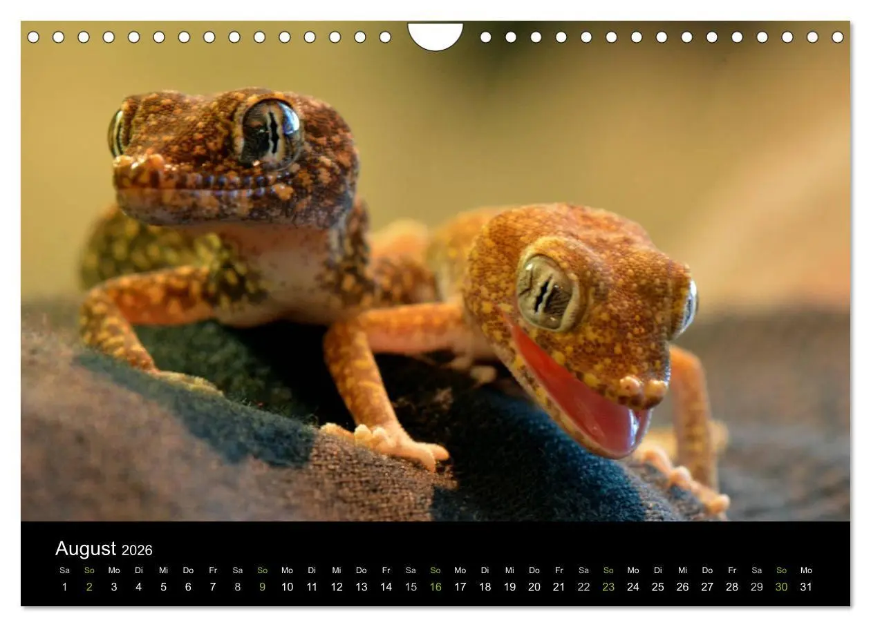 Bild: 9783516112412 | Reptilien (Wandkalender 2026 DIN A4 quer), CALVENDO Monatskalender