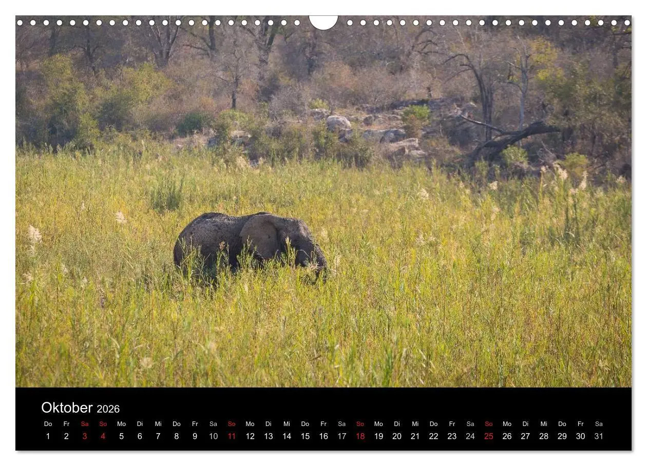Bild: 9783516032512 | Wunderschönes Südafrika (Wandkalender 2026 DIN A3 quer), CALVENDO...