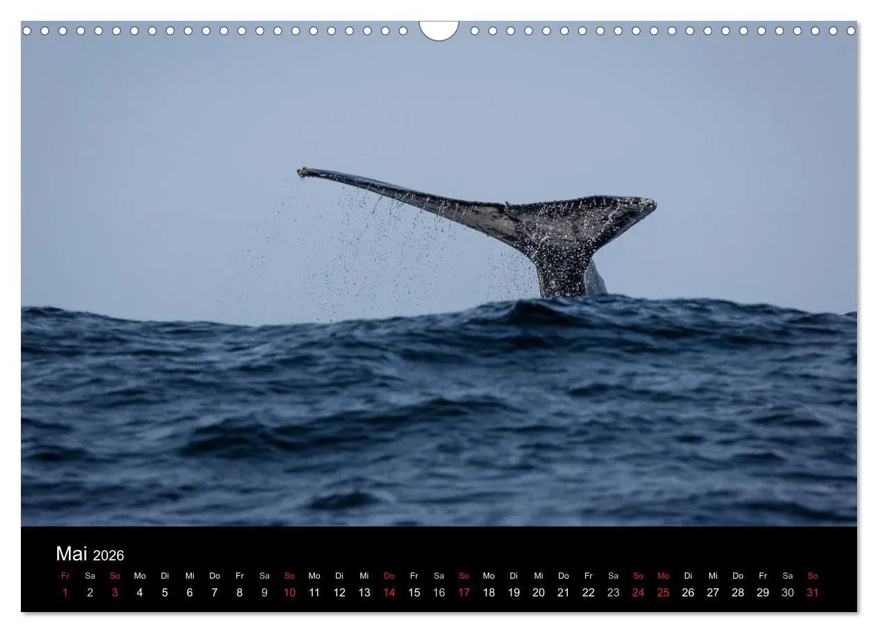 Bild: 9783516032512 | Wunderschönes Südafrika (Wandkalender 2026 DIN A3 quer), CALVENDO...
