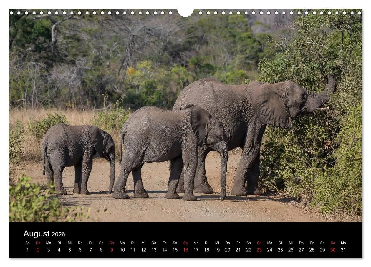 Bild: 9783516032512 | Wunderschönes Südafrika (Wandkalender 2026 DIN A3 quer), CALVENDO...