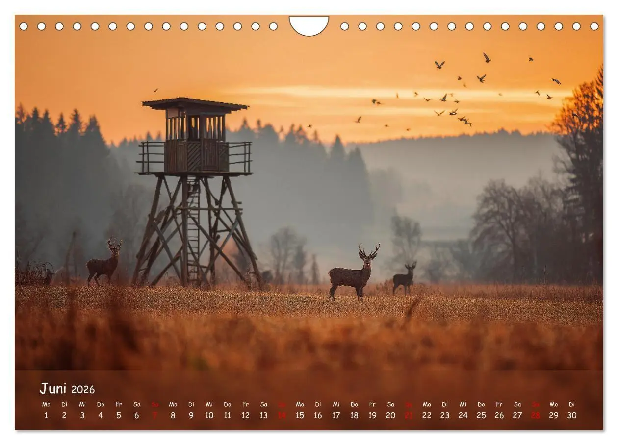 Bild: 9783516722512 | Jagd und Natur - Kalender für Jäger mit Wildtieren Deutschlands im...