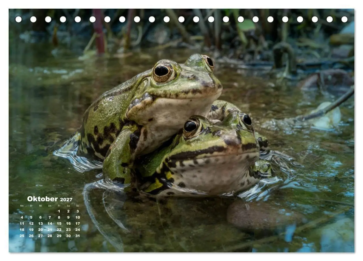 Bild: 9783569742512 | Glückliche Frösche (Tischkalender 2027 DIN A5 quer), CALVENDO...