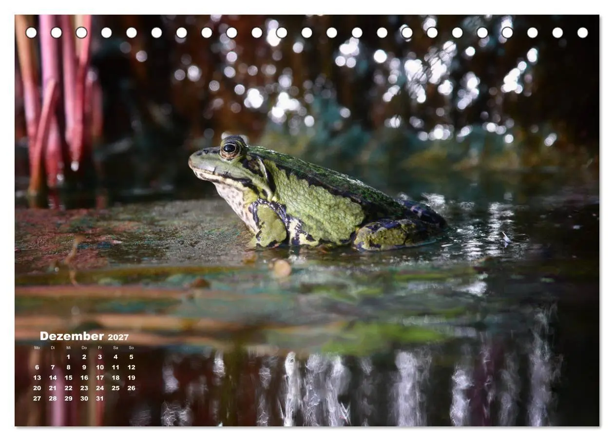 Bild: 9783569742512 | Glückliche Frösche (Tischkalender 2027 DIN A5 quer), CALVENDO...
