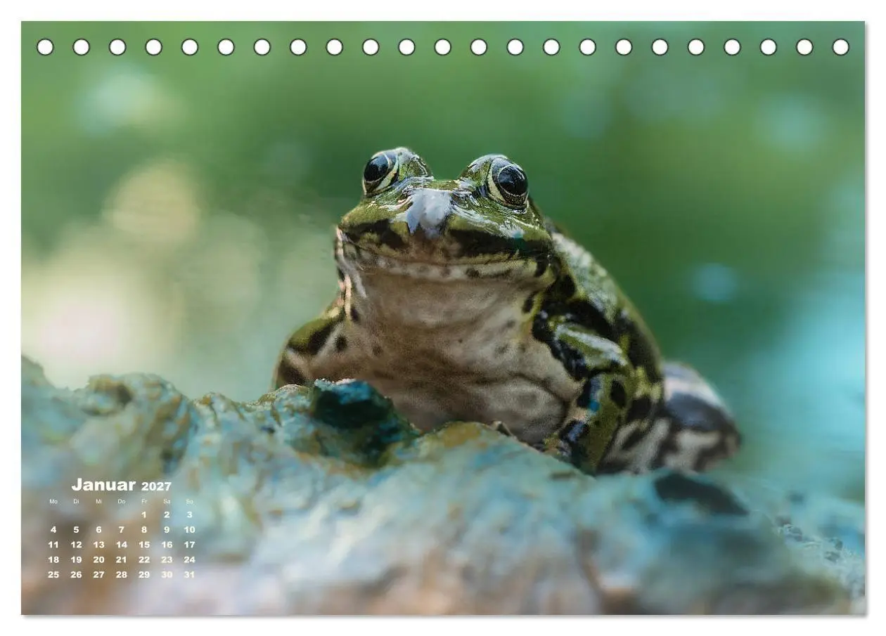 Bild: 9783569742512 | Glückliche Frösche (Tischkalender 2027 DIN A5 quer), CALVENDO...